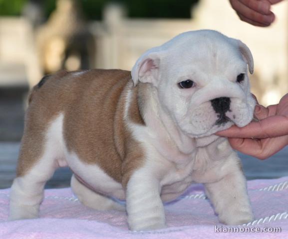 À donner mon petit bouledogue anglais