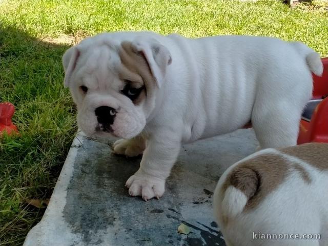 A donner un chiot bouledogue anglais