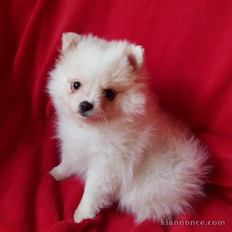 A céder petite chiot type spitz nain lof