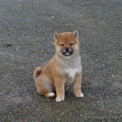 Chiot Shiba Inu mâle ,Portée de 1 mâle - 1 femelle