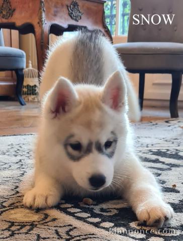 Des Chiots Husky Sibérien à donner