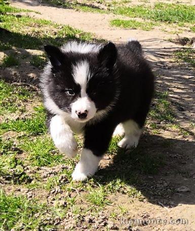 Chiot femelle border collie