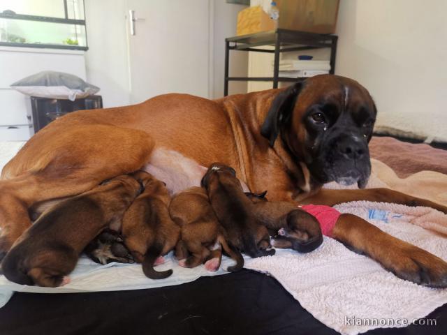 Magnifiques Chiots Boxer Pure Race,Il y a 3 Mâles et 4 Femelles