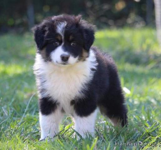 chiot berger australiens LOF a donner