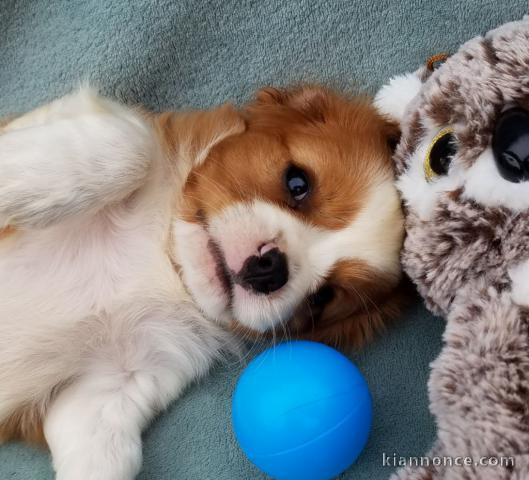 Petite Annonce Chiots Cavalier King Charles