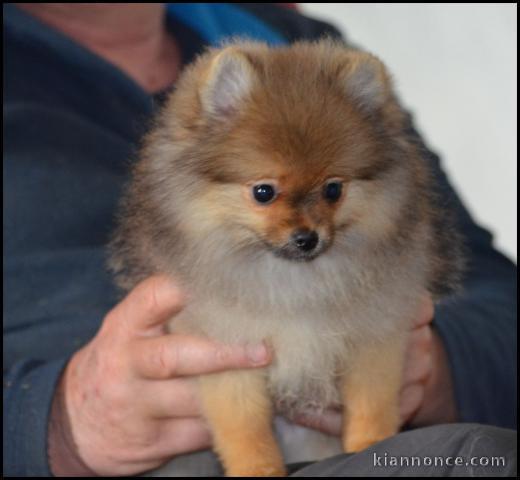 Offre Superbe chiot de pure race spitz allemand