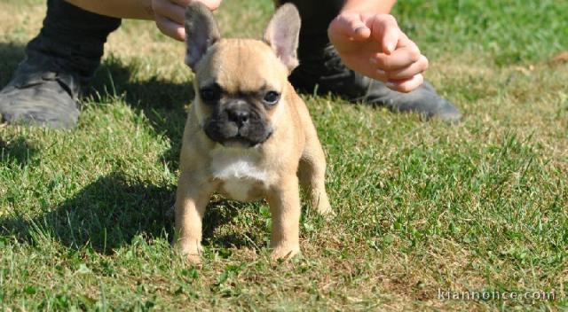 Magnifique chiot bouledogue français pure race