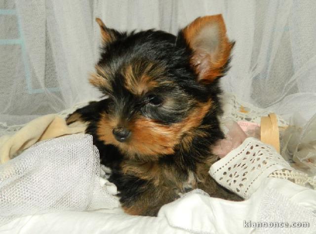 Chiot yorkshire terrier femelle