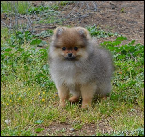 Chiot spitz allemand femelle