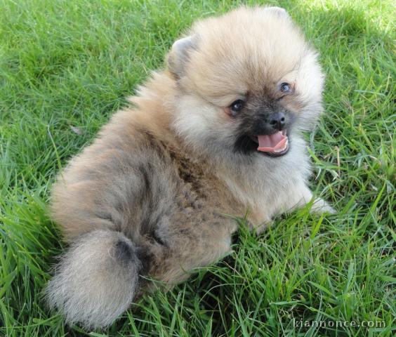 Chiot femelle spitz allemand de 3mois à cedez