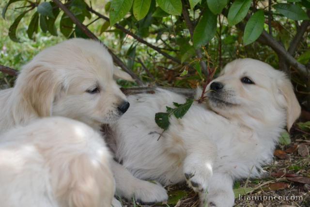 Chiot golden retriever femelle pour adoption