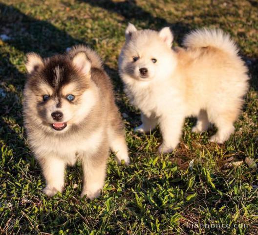 Magnifique chiots pomsky