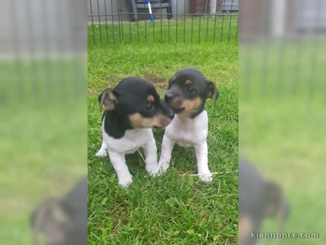 CHIOTS DE RACE JACK RUSSEL