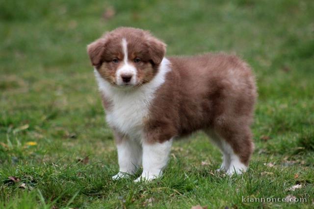 Donne chiot type chiot Cocker Spaniel