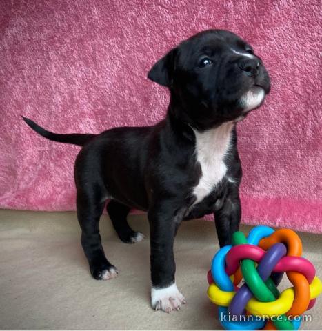 Donne chiot type Américan Staffordshire 