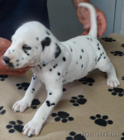 Donne chiot type Dalmatien