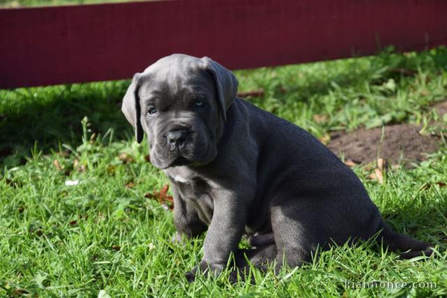 Donne chiot type Cane corso 