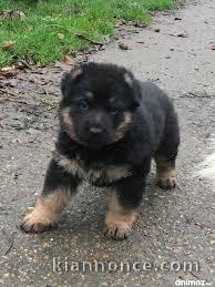 Donne chiot type Berger allemand 