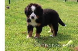 Donne chiot type  Bouvier bernois