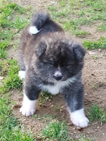 chiot Akita inu trois mois