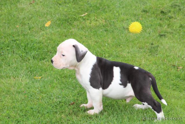 Chiots American Staffordshire Terrier