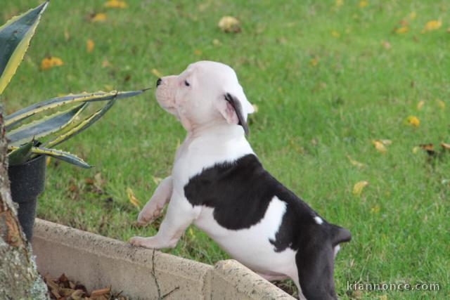 Chiots American Staffordshire Terrier