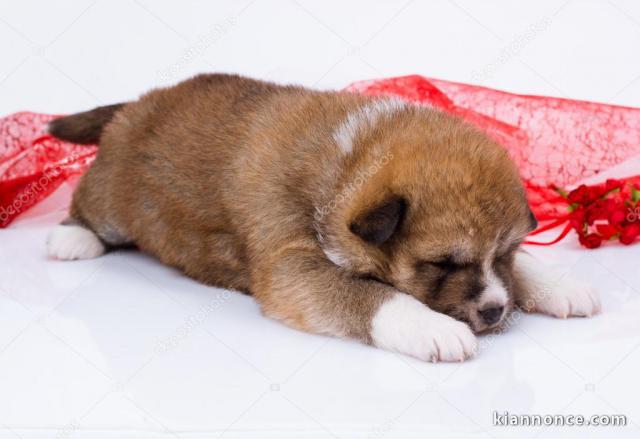 chiot Akita inu trois mois