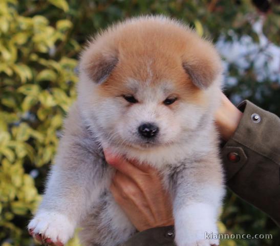 chiot Akita inu trois mois