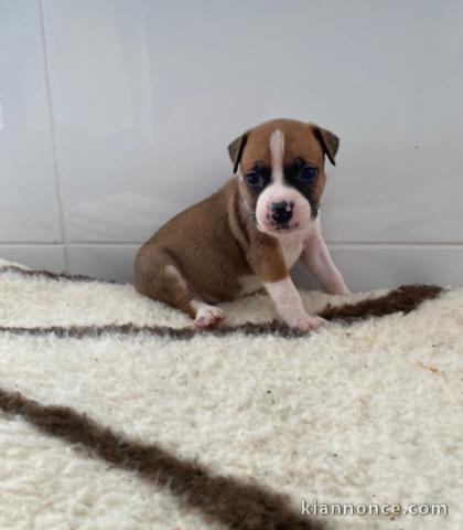 chiot American staffordshire terrier trois mois