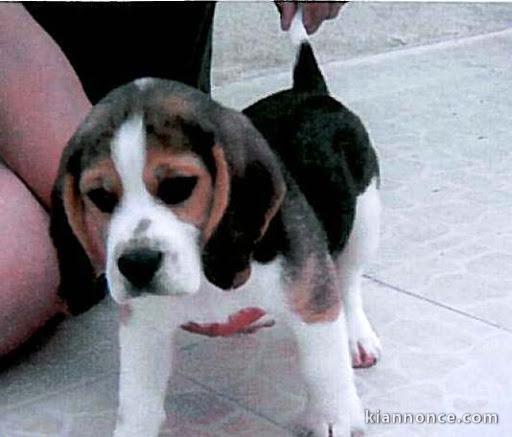 chiot beagle trois mois