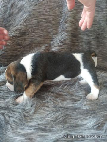 chiot beagle trois mois