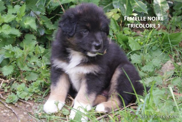 chiot berger belge trois mois