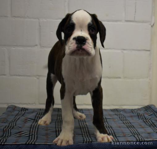 chiot boxer trois mois