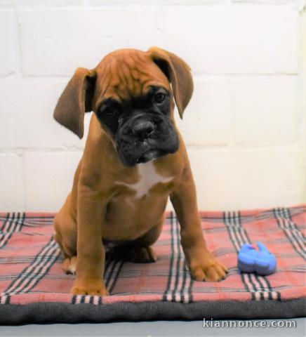 chiot boxer trois mois