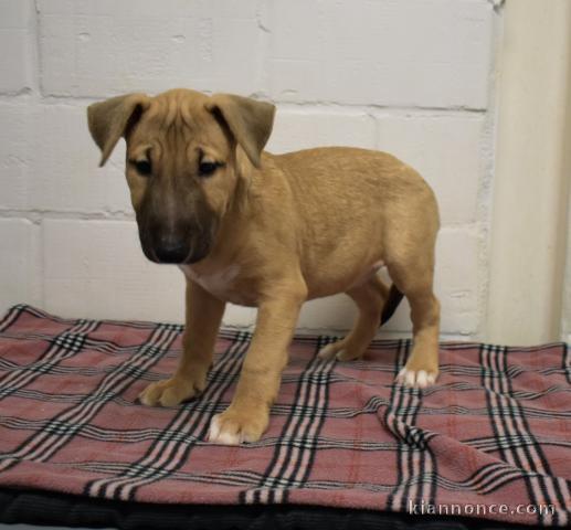 chiot bull-terrier trois mois