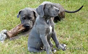 chiot cane corso masstiff trois mois