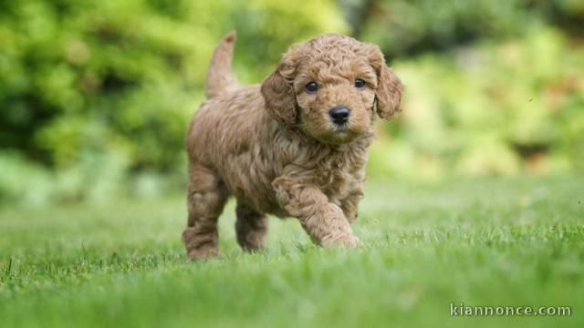 chiot caniche trois mois