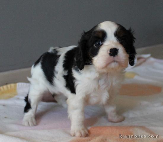 chiot cavalier king charle trois mois