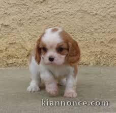 chiot cavalier king charle trois mois