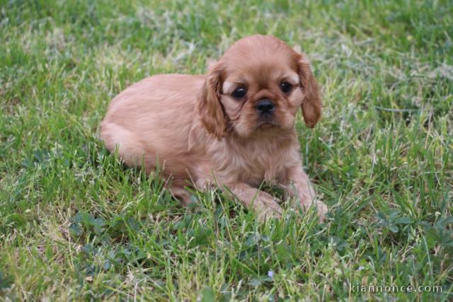 chiot cavalier king charle trois mois