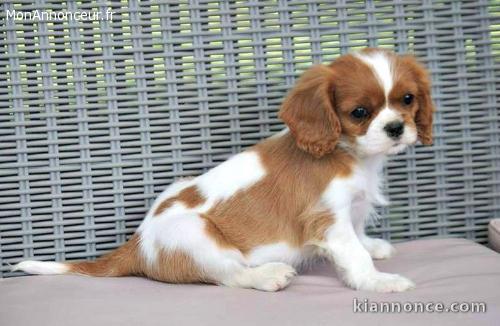 chiot cavalier king charle trois mois