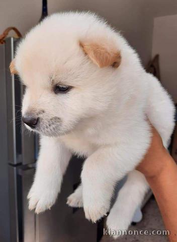 chiot chow chow trois mois