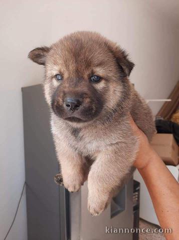 chiot chow chow trois mois