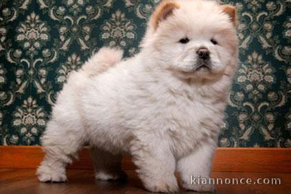 chiot chow chow trois mois