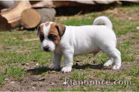 Donne chiot type Jack Russel terrier 