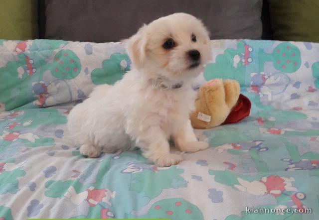 chiot coton de tulear trois mois