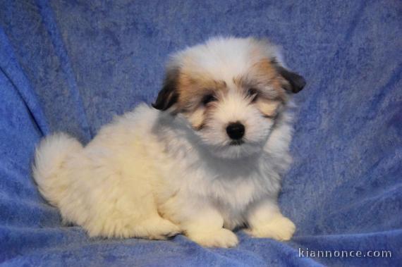 chiot coton de tulear trois mois