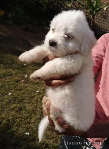 chiot coton de tulear trois mois