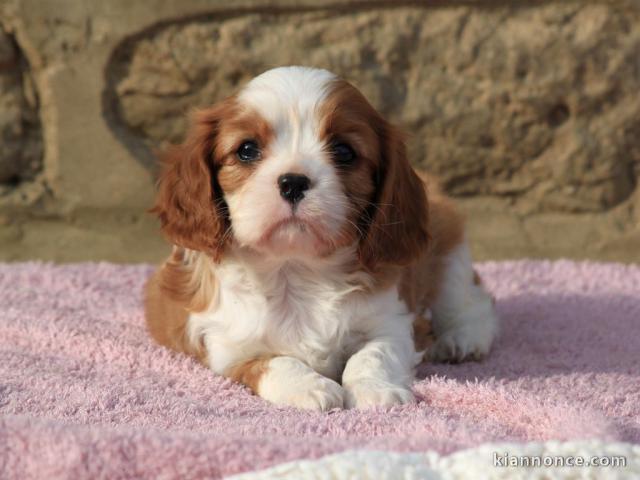 Adorable FEMELLE Cavalier King Charles A DONNER