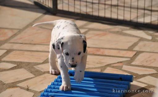 chiot dalmatien trois mois